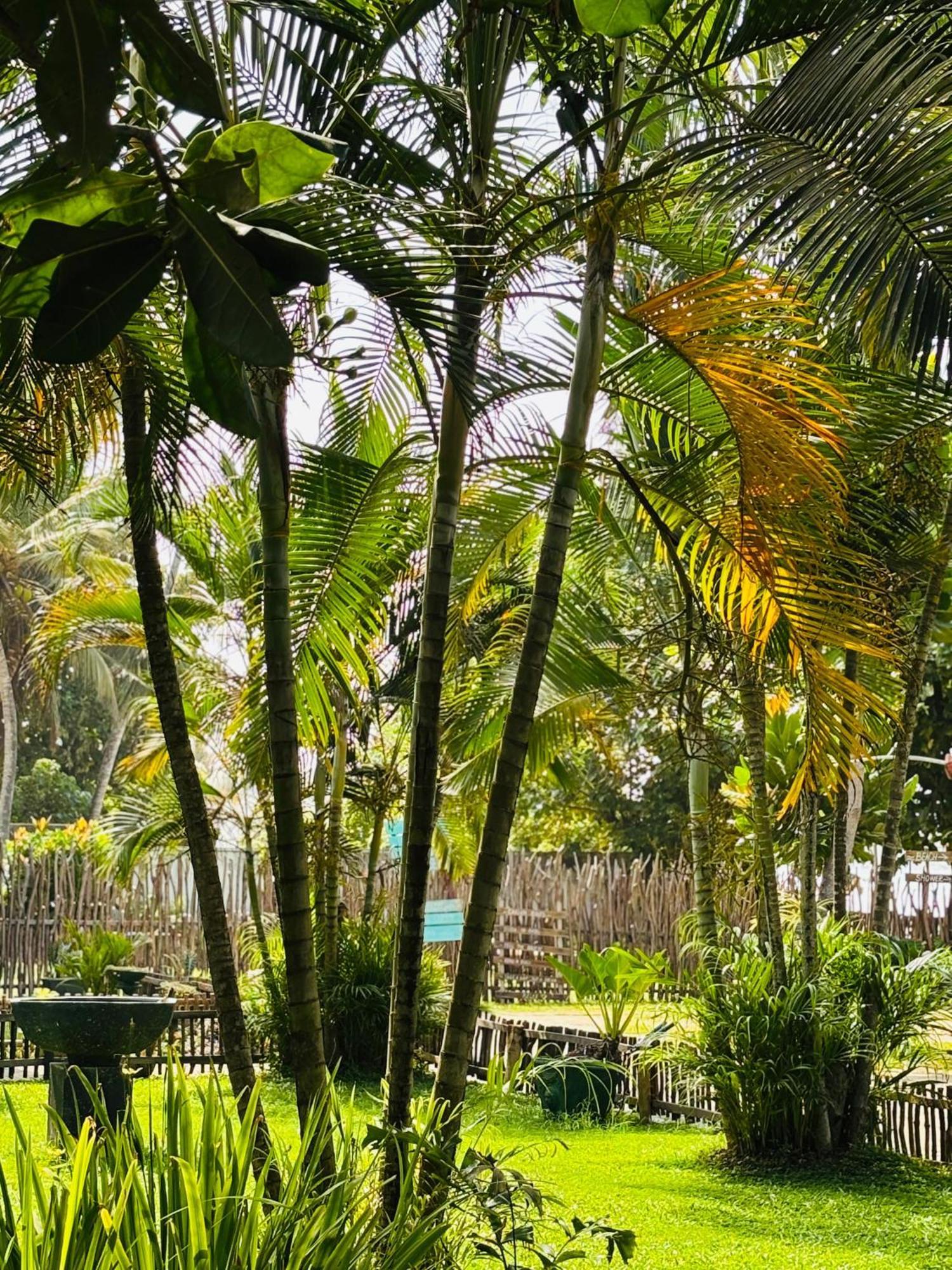 Balance Beach Resort Dikwella Eksteriør billede
